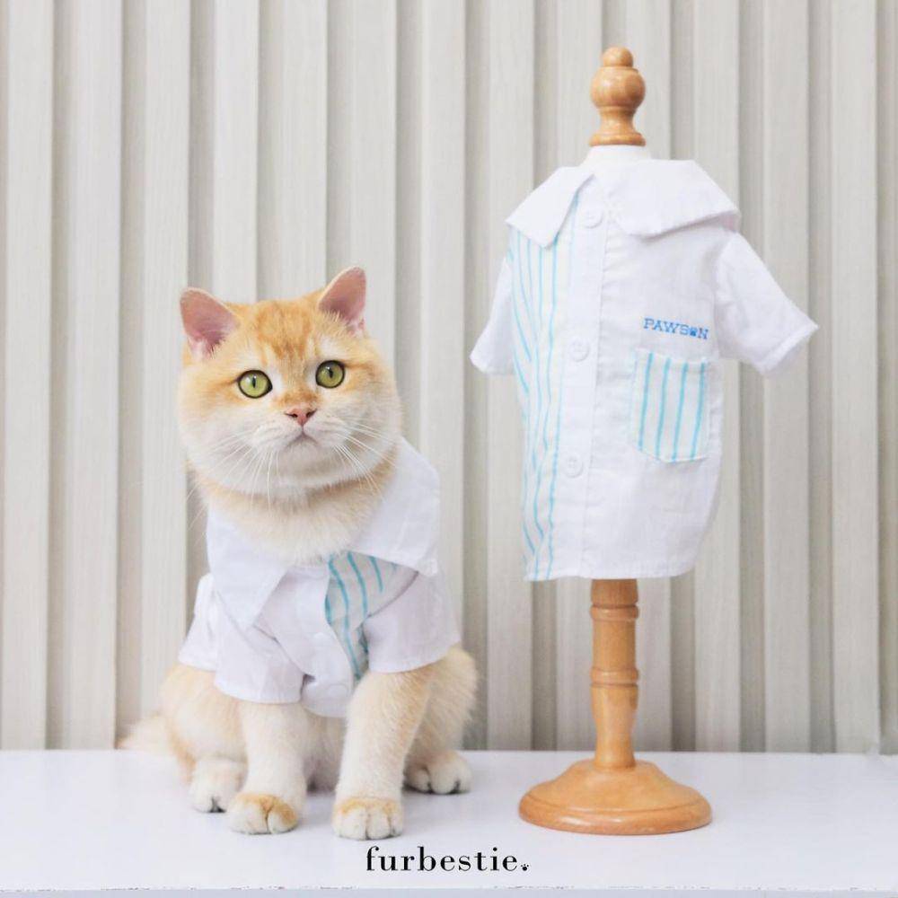 Kostum kucing (instagram.com/furbestie.id)