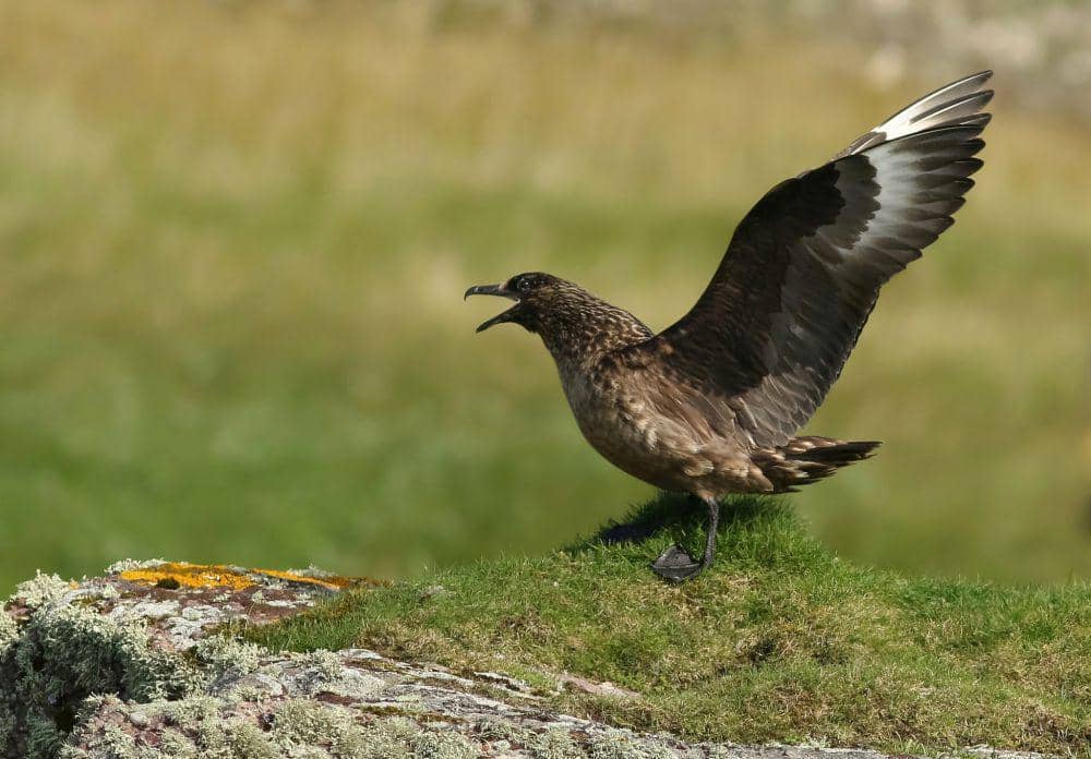 ilustrasi great skua (flickr.com/Neil Cairns)