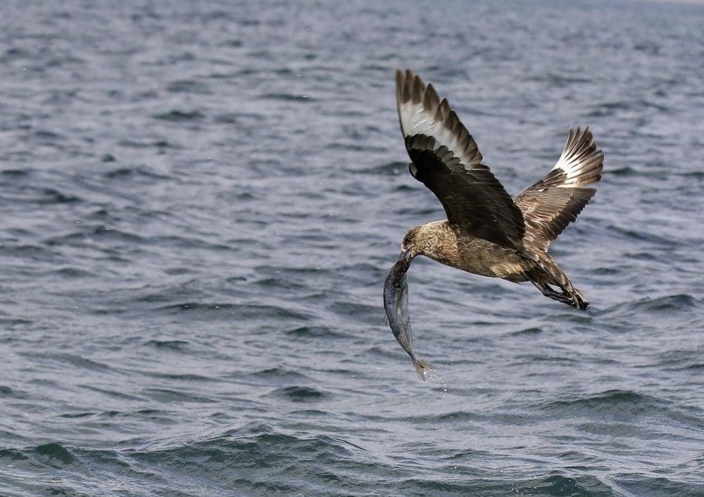 ilustrasi great skua (flickr.com/jacsworld)