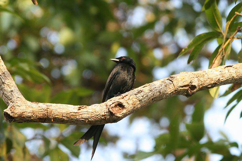 Black drongo (commons.wikimedia.org/Kaippally)