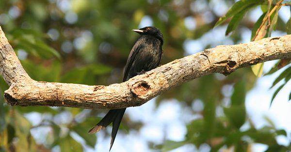 Black drongo (commons.wikimedia.org/Kaippally)