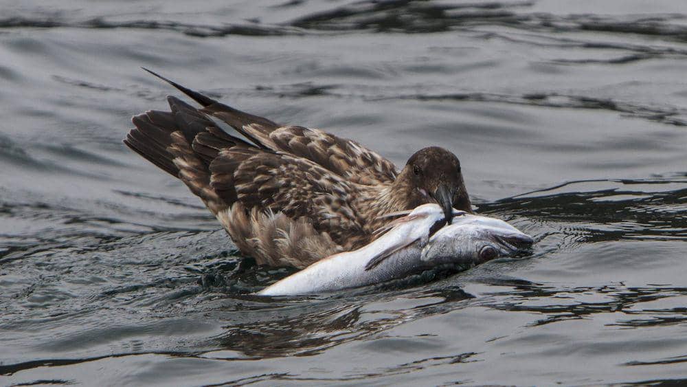 ilustrasi great skua (flickr.com/Gordon McCall)