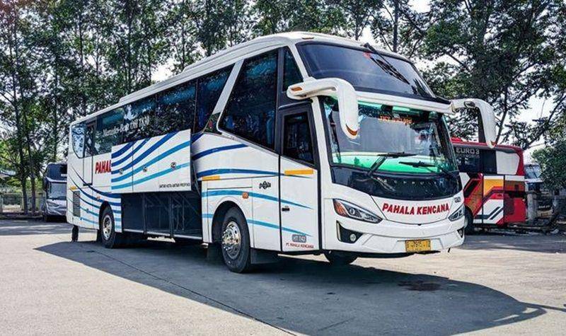 potret bus eksekutif PO Pahala Kencana (dok. RedBus)