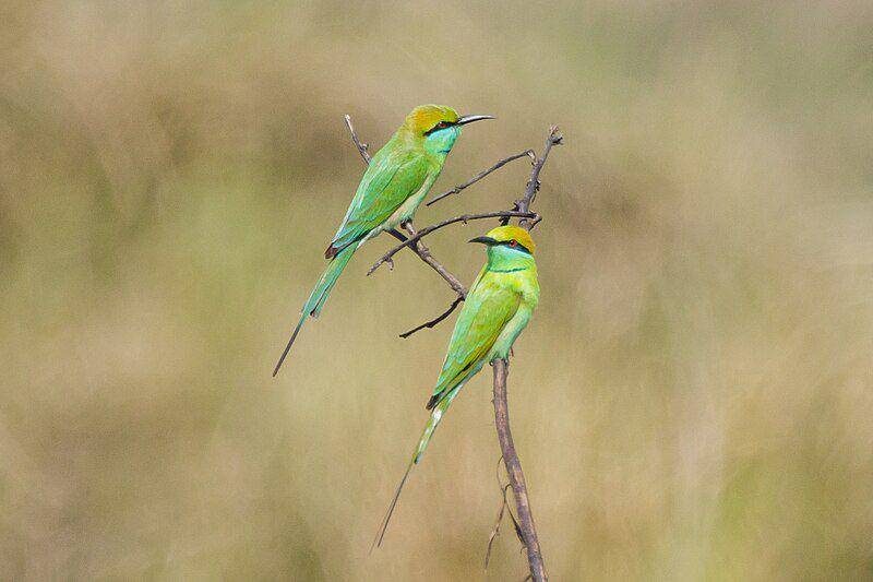 Asian green bee eater (commons.wikimedia.org/Nrik Kiran)