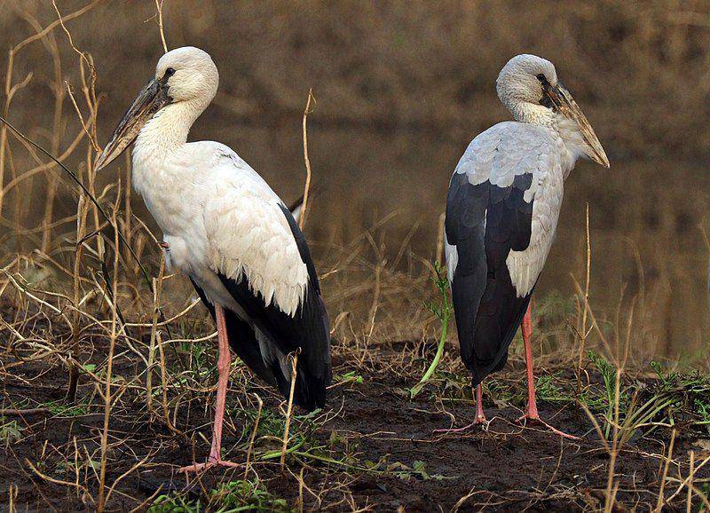 Asian openbill (commons.wikimedia.org/Charles J. Sharp)