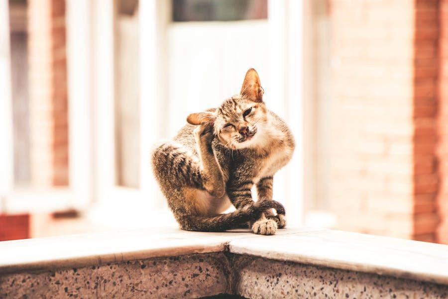 8 Cara Menghilangkan Kutu Kucing yang Efektif dan Ampuh