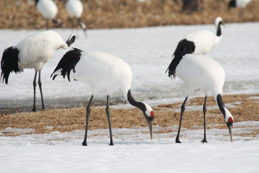 ilustrasi Grus japonensis (commons.wikimedia.org/Alastair Rae)