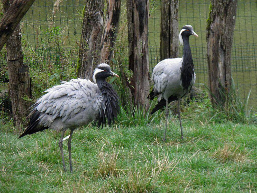 ilustrasi Grus virgo (commons.wikimedia.org/Gzen92)