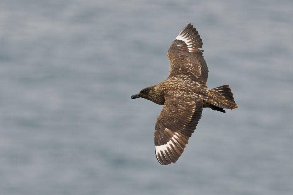 ilustrasi great skua (flickr.com/David Taylor)