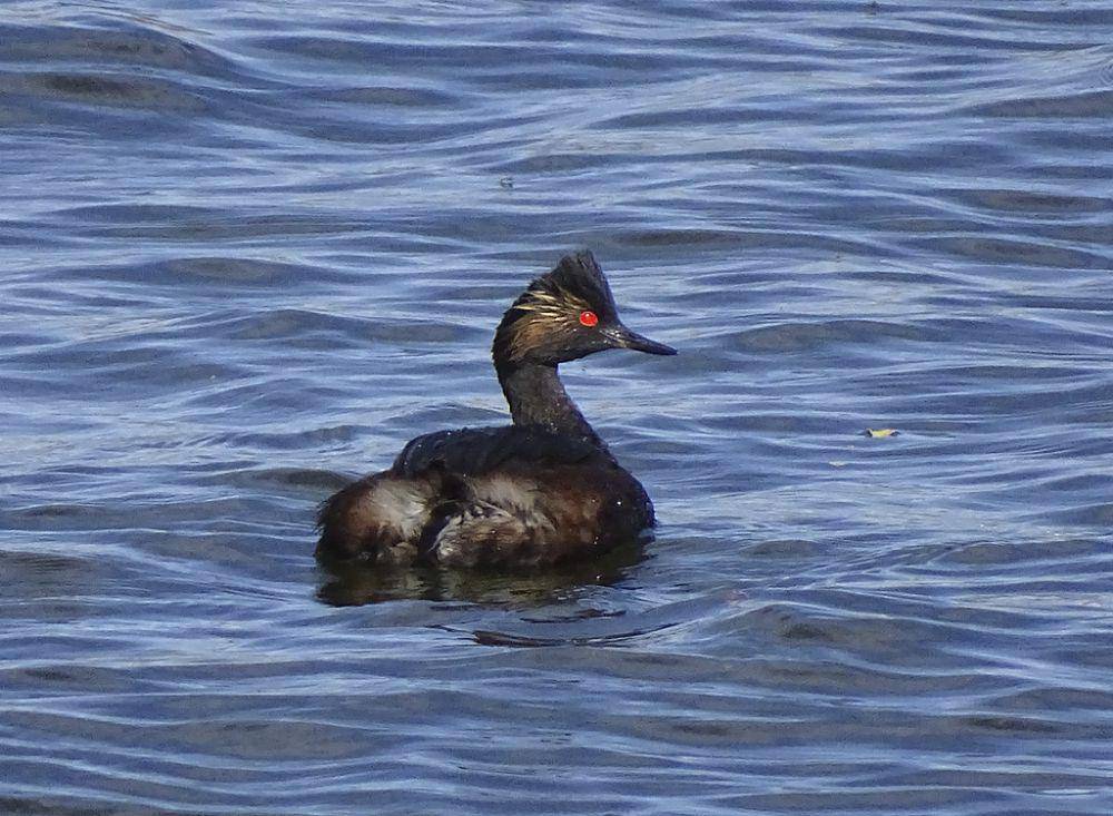 Eared grebe