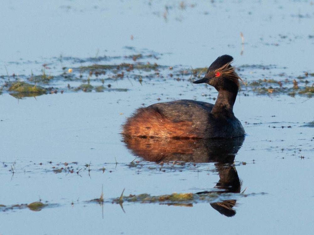 Eared grebe