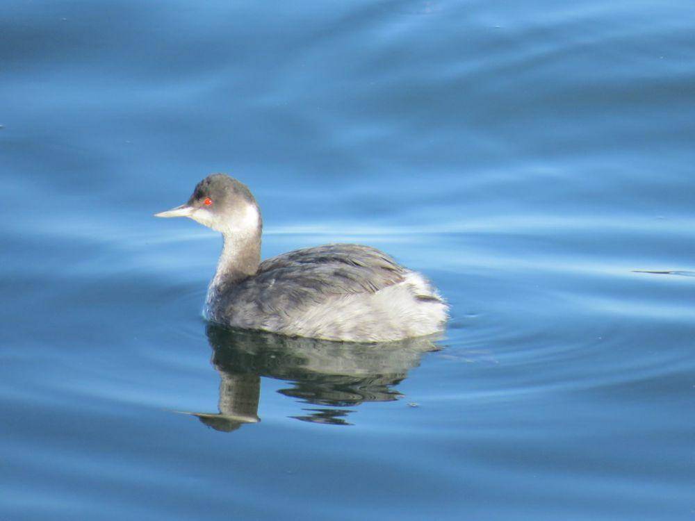 Eared grebe