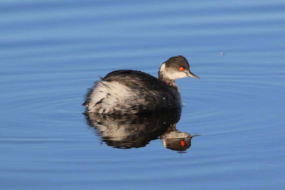 Eared grebe
