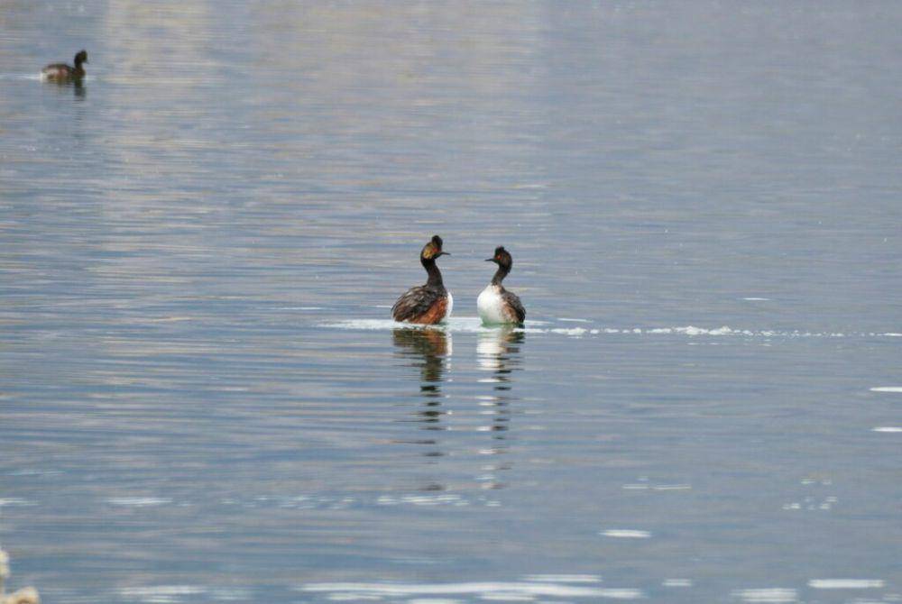Eared grebe