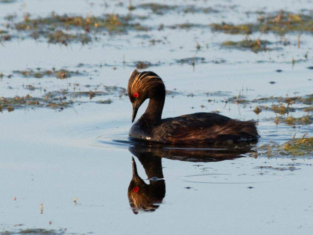 Eared grebe