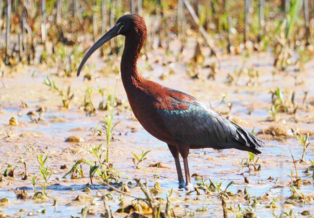 5 Fakta Unik Ibis Rokoroko, Dianggap Suci saat Zaman Mesir Kuno