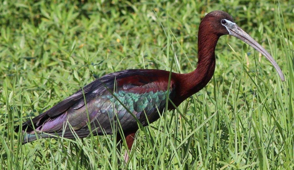Ibis rokoroko (inaturalist.org/Gary T. Leavens)