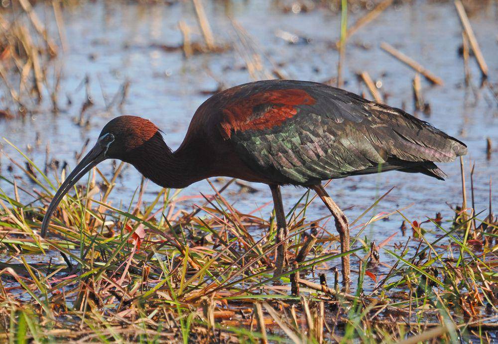 Ibis rokoroko (inaturalist.org/Judy Gallagher)
