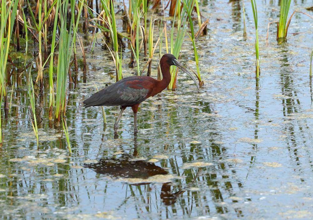 Ibis rokoroko (inaturalist.org/Melanie Gaddy)