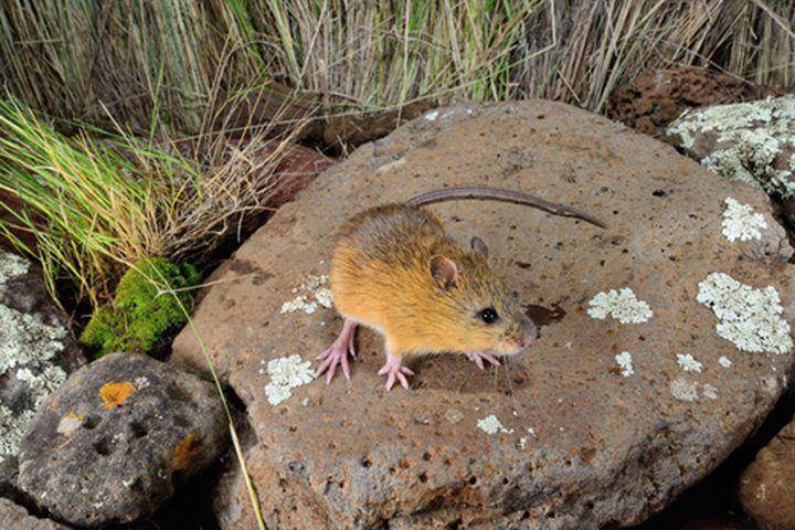 Meadow jumping mice (inaturalist.org)