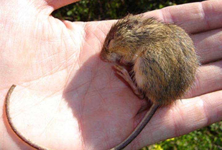 Meadow jumping mice (commons.wikimedia.org/USFWS Mountain Prairie)