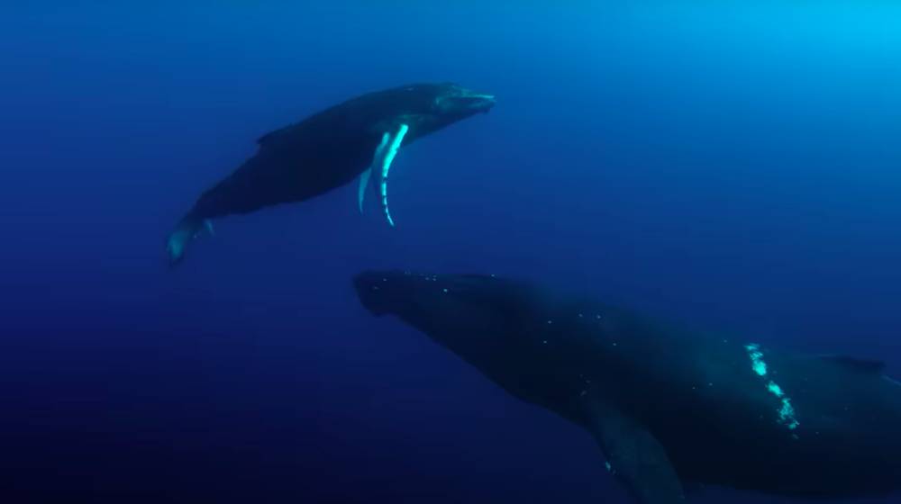Our Oceans (dok. Netflix/Our Oceans)