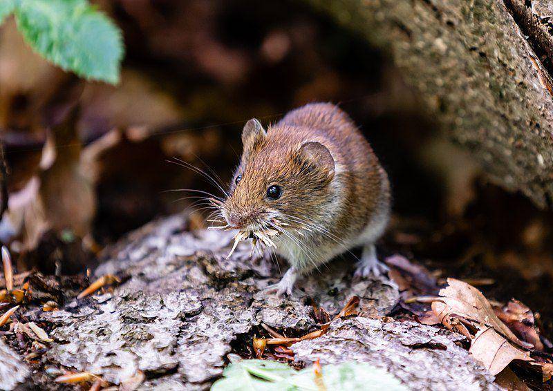 Meadow jumping mice (commons.wikimedia.org/Bo Mertz)