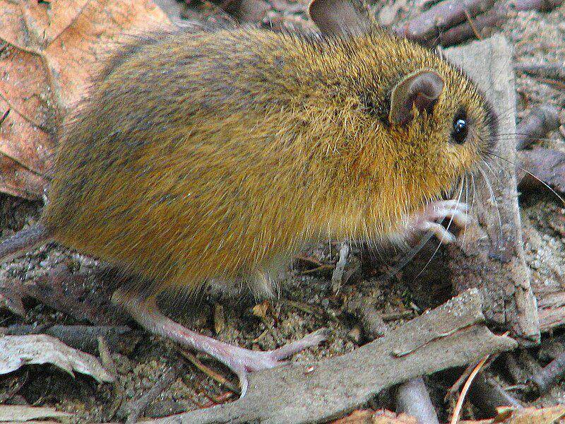Meadow jumping mice (commons.wikimedia.org/D Gordon E. Robertson)
