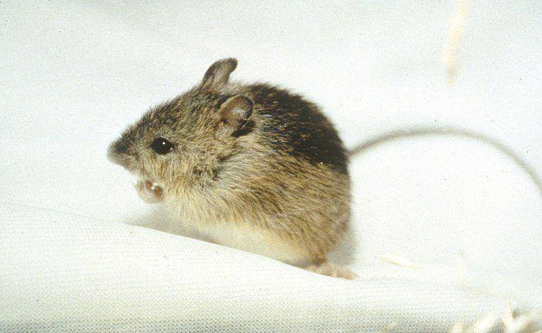 Meadow jumping mice (commons.wikimedia.org/U.S. Fish and Wildlife Service)