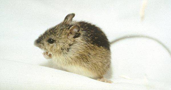 Meadow jumping mice (commons.wikimedia.org/U.S. Fish and Wildlife Service)