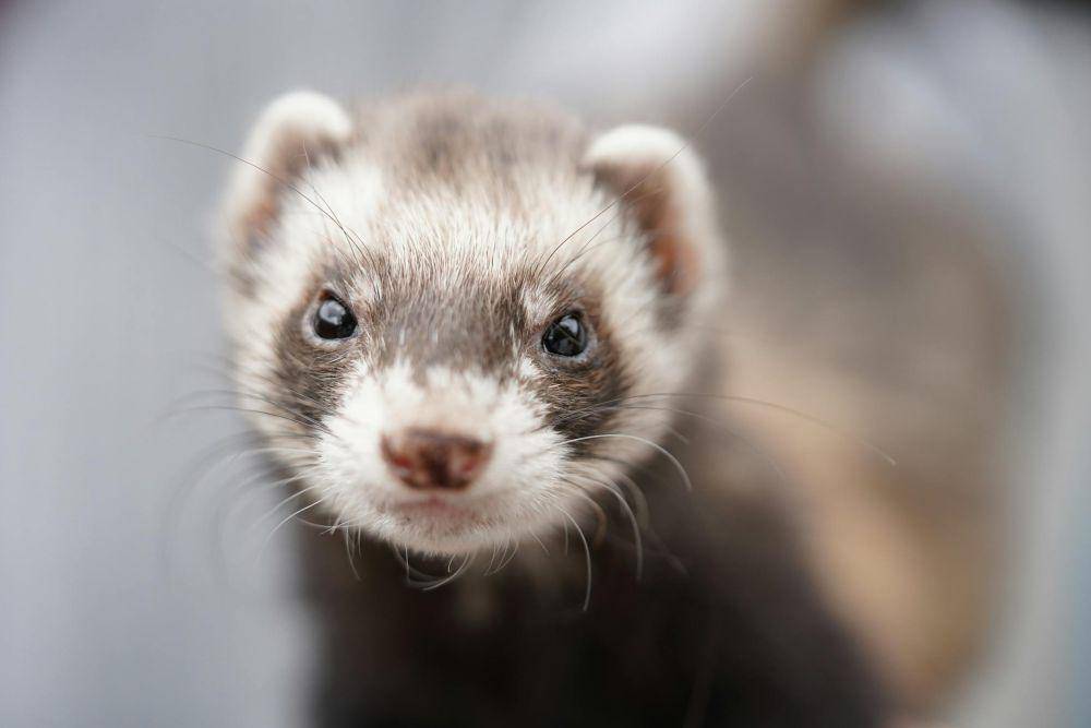 ilustrasi musang (pexels.com/Verina)