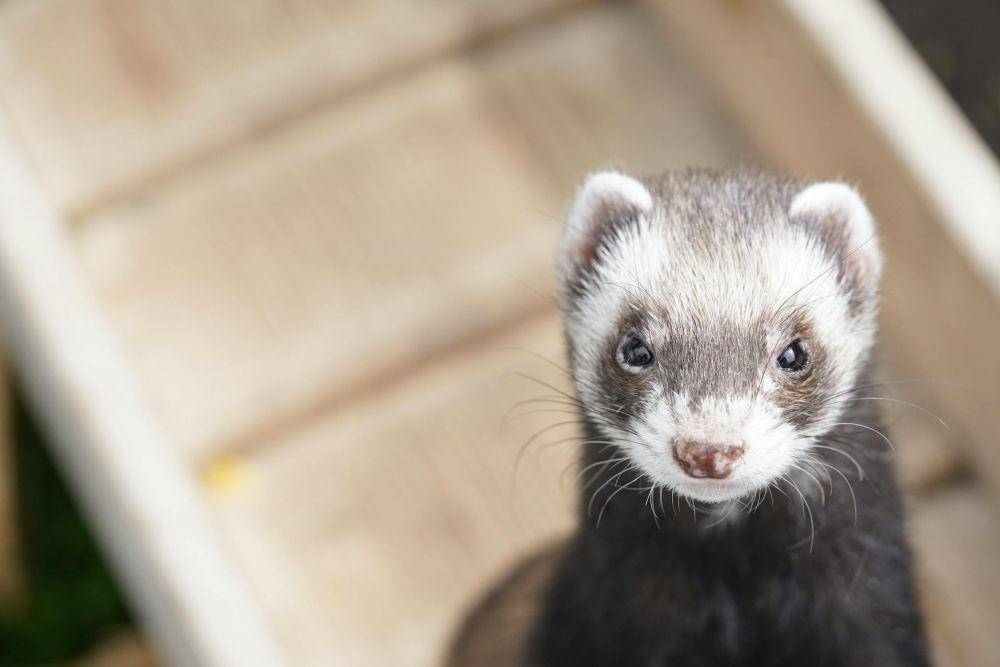 ilustrasi musang (pexels.com/Verina)