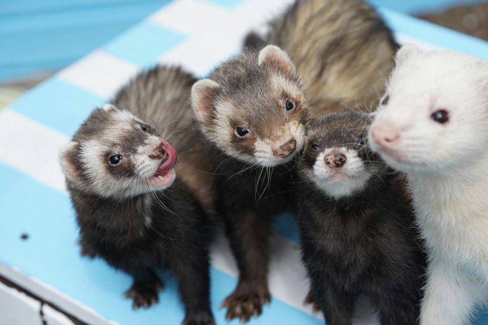 ilustrasi musang (pexels.com/Verina)