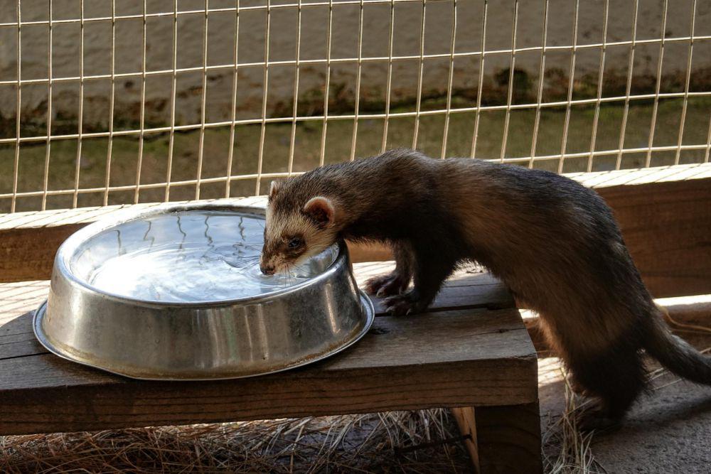 4 Perbedaan Musang dan Luwak, Awas Tertukar!