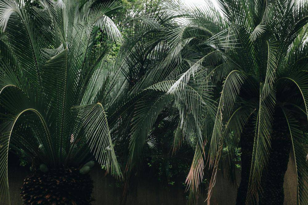 ilustrasi pohon palem (pexels.com/Cátia Matos)