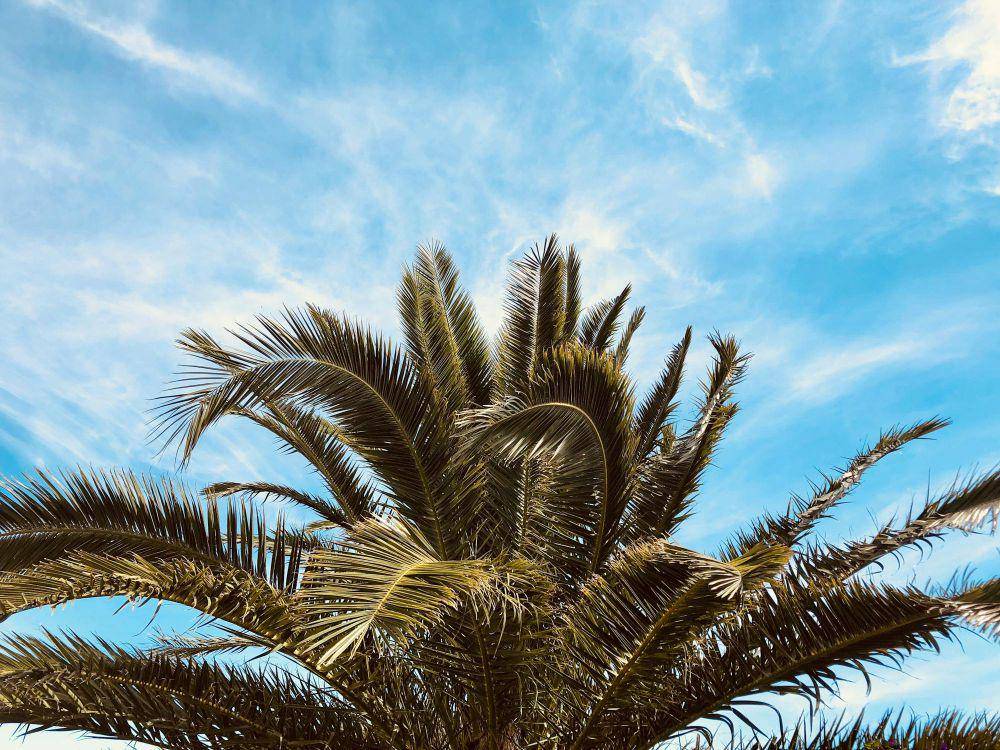 ilustrasi pohon palem (pexels.com/Jean-Marc Tedesco)