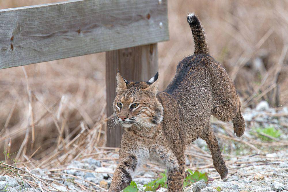 ilustrasi bobcat (flickr.com/Russ)