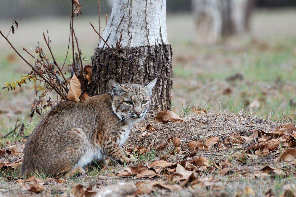 ilustrasi bobcat (flickr.com/Don DeBold)