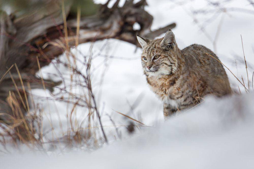 ilustrasi bobcat (flickr.com/Yellowstone National Park)