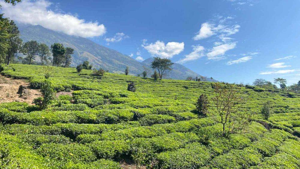 Pemandangan Kebun teh Wonosari. (dok.pribadi/Dian Afrilla)