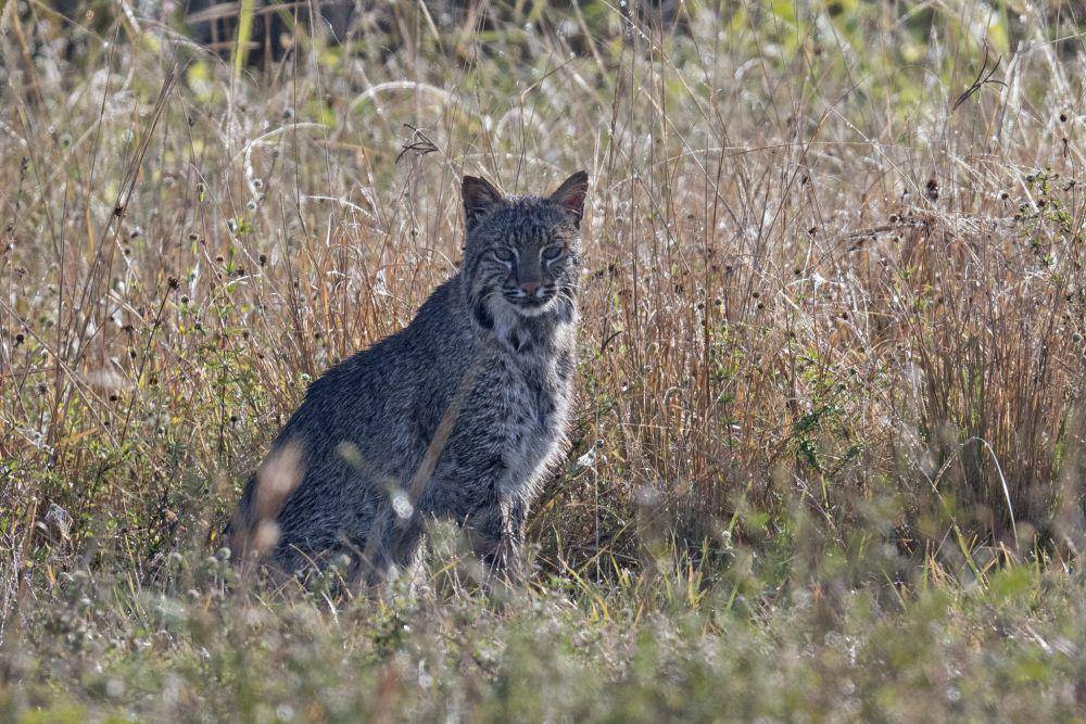 ilustrasi bobcat (flickr.com/Russ)