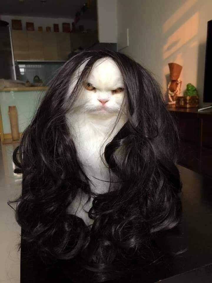 foto kucing pakai wig hitam (reddit.com/Elfins)