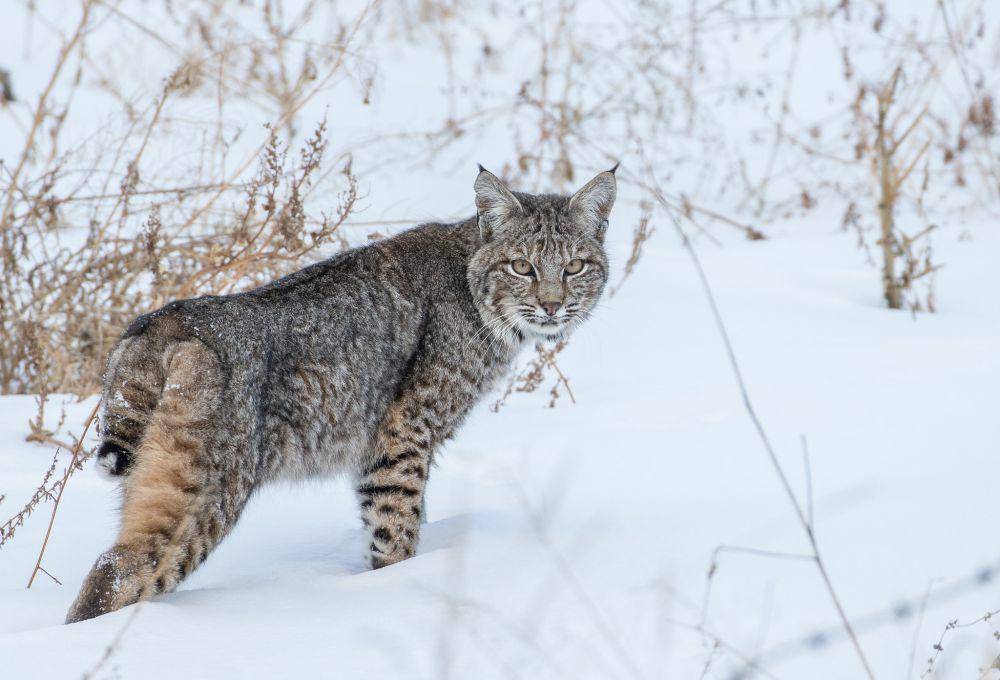 ilustrasi bobcat (flickr.com/Ed Hendricks)