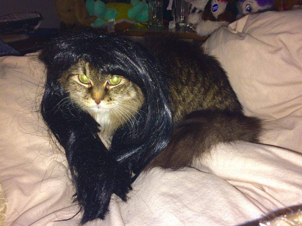 foto kucing pakai wig hitam (reddit.com/xinavi)