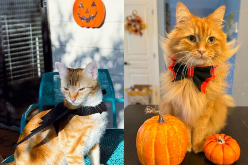 8 Foto Kucing Oren Rayain Halloween, Warnanya Menyatu dengan Labu