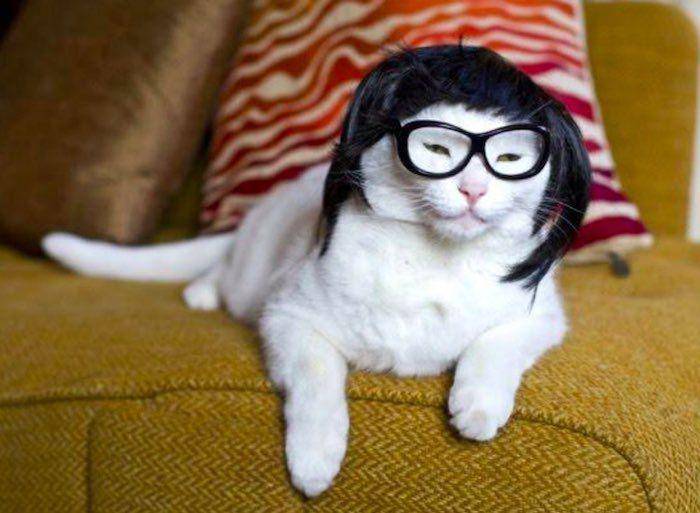 foto kucing pakai wig hitam (x.com/salonsck)
