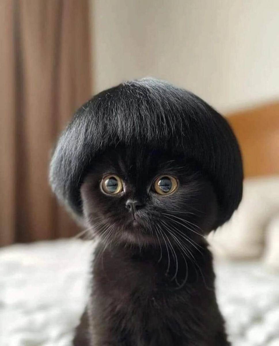 foto kucing pakai wig hitam (x.com/ShouldHaveCat)