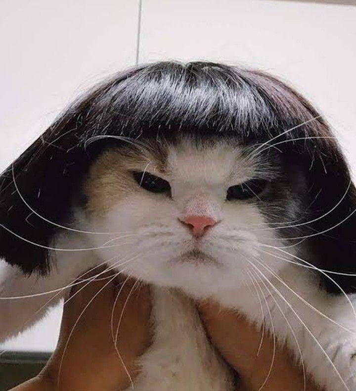 foto kucing pakai wig hitam (x.com/ShouldHaveCat)