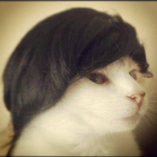 foto kucing pakai wig hitam (x.com/AutumnPioneer)