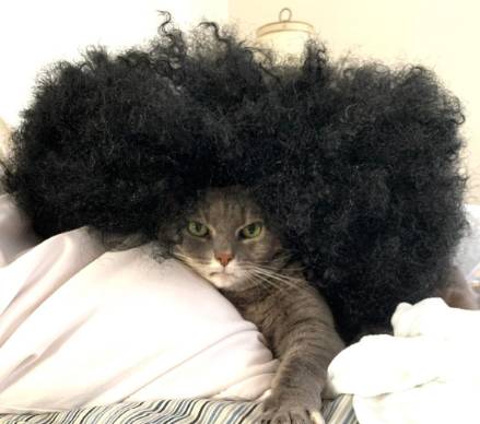 foto kucing pakai wig hitam (reddit.com/elf533)